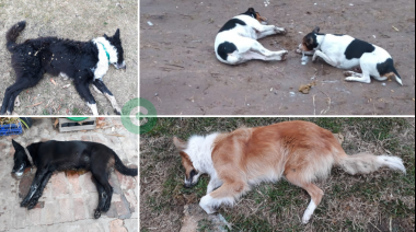 IMÁGENES SENSIBLES: Perros envenenados en Vicente Casares