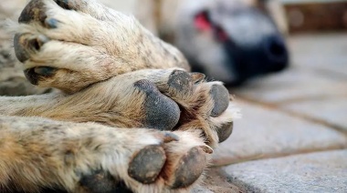 Le envenenaron todos los perros y diez días después volvieron para robarle todo