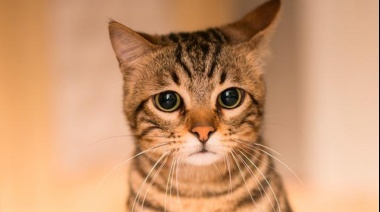 Terror en Los Aromos por una posible cacería de gatos
