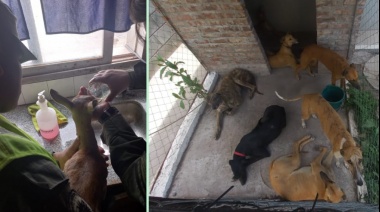 Operativo en Ruta 3: Trasladaba animales faenados, perros de caza y un antílope