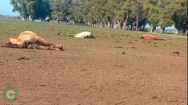 Rescatan más de 50 caballos abandonados en un campo