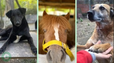 Campaña solidaria de Rotaract para colaborar con un refugio de animales
