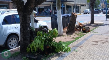 Extracción de árbol en vía pública