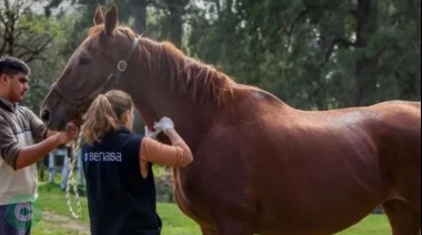 Senasa estableció la vacunación obligatoria contra la encefalomielitis equina en todo el país