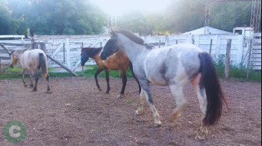 Buscan a los dueños de tres caballos que estaban sueltos al costado de la ruta