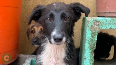 Colecta solidaria para perros y gatos