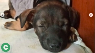 Buscan a Chocolina