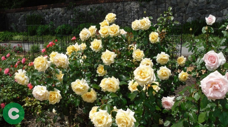 Proyecto “Tu rosal”