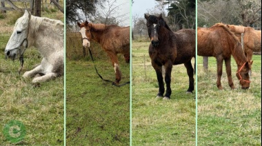 Recuperan cuatro caballos robados de Uribelarrea