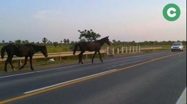 Animales sueltos en las rutas: recomendaciones para evitar siniestros viales