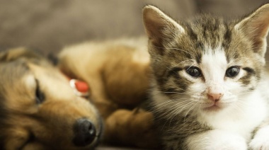 Datos: En Argentina el 97% de los dueños de perros y gatos prefieren adoptarlos antes que comprarlos