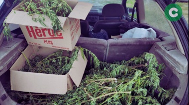 Fueron detenidos con marihuana dentro del baúl del auto