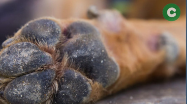 HORROR EN MAXIMO PAZ: MATÓ A SU PERRO Y FUE DETENIDO