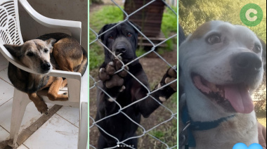 ¡Adoptá un perro adulto!
