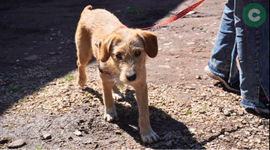 Nueva jornada de castración y vacunación antirrábica gratuita