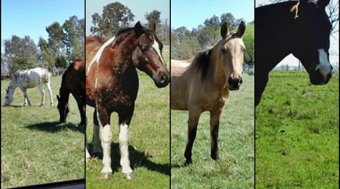 Robo de Caballos: Eran los 