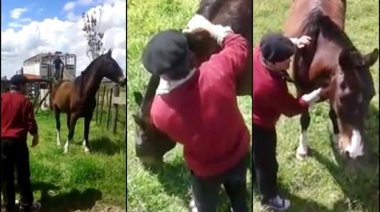 Conmovedor: Carlos Feito se reencontró con otro de sus seis caballos robados