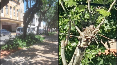 En pleno verano podan los árboles de la plaza San Martín