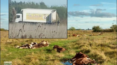 Denuncian a Samid de provocar olores repugnantes al arrojar diariamente cientos de vacas muertas 