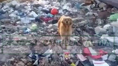Solicitan la intervención de la Intendenta por los perros abandonados en el basural