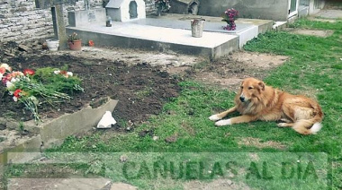 Conmovedor: Hace más de una semana que el perro no se mueve de la tumba de su dueño