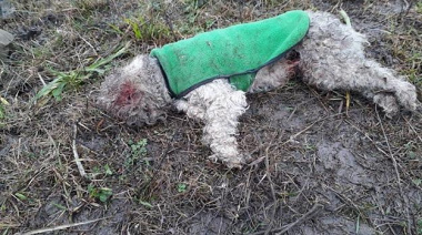 Encuentran varios perros muertos y hay temor por nuevos casos de envenenamiento