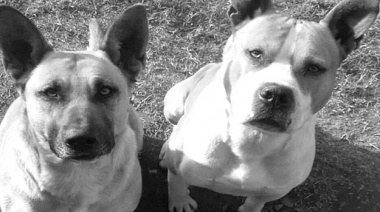 Envenenaron sus perros y entraron a robar 