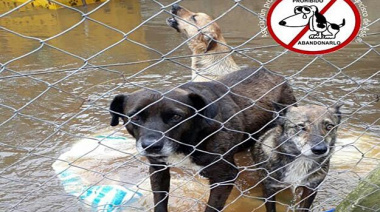 Otra vez el Refugio de animales quedó bajo el agua