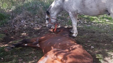 Maltrato animal: La triste imagen de un caballo acompañando hasta el final a su compañero de pastoreo