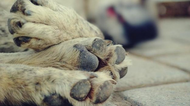 Envenenan perros para robar en Villa Raciti