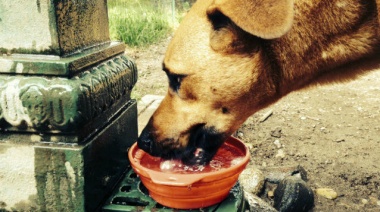 "Un tarro de agua para los animales que están en la calle"