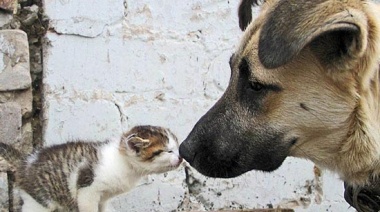 En estas fiestas, adoptá a una mascota