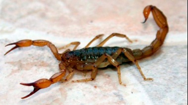 Alacranes: Medidas preventivas  