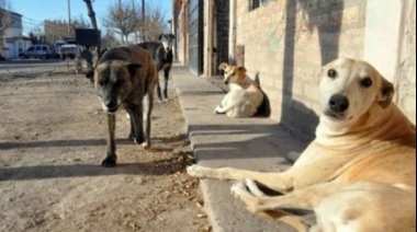 Comenzarán tareas de identificación de perros “callejeros”