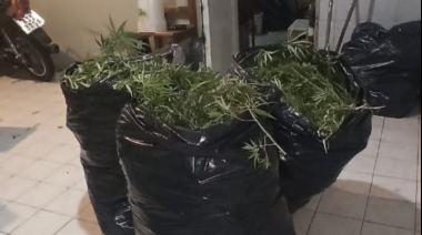 Encuentran siete plantas de marihuana durante un operativo por objetos robadas 