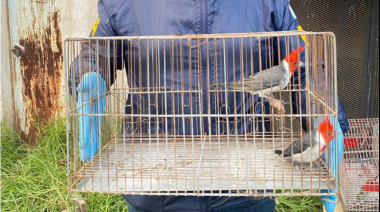 Logran rescatar más de 600 aves luego de varios allanamientos simultáneos
