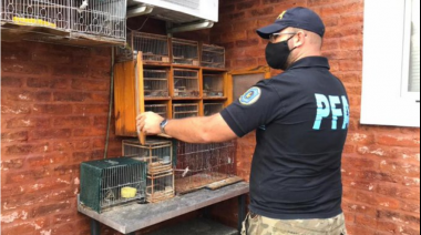 Logran rescatar más de 600 aves luego de varios allanamientos simultáneos