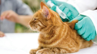Muerte por rabia: La mujer mordida por un gato vivía en Coronel Suarez 