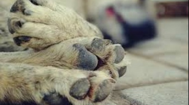 Perros envenenados en el Barrio Libertad 