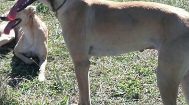 Le robaron el perro y quedo registrado por las cámaras 