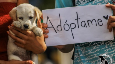 21 de julio: Día mundial del perro 