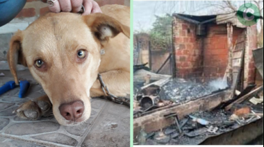 Perdió su casa en un incendio y desde entonces sus perros quedaron en la calle 
