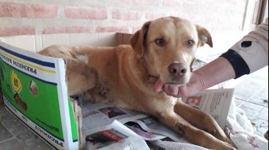 Perdió su casa en un incendio y desde entonces sus perros quedaron en la calle 