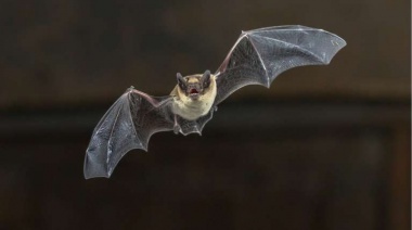 Uribelarrea: Detectan un caso de rabia en un murciélago