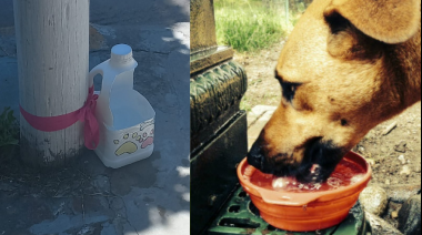 Colocan tarros de agua para los animales que están en la calle