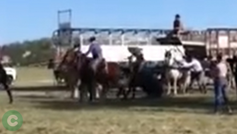 Denuncian crueldad animal en la previa del desfile de “Tiempo de Gauchos”