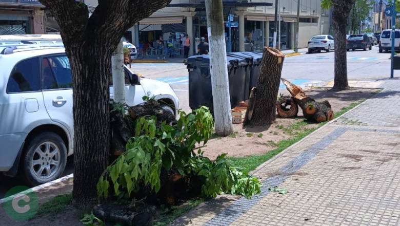 Extracción de árbol en vía pública