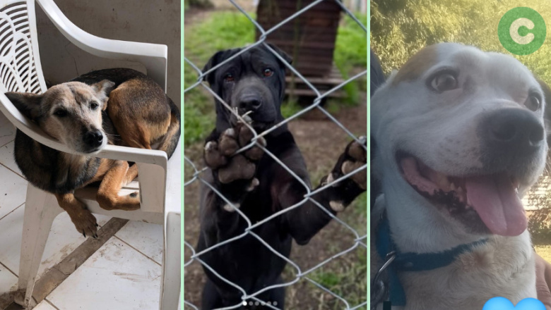 ¡Adoptá un perro adulto!