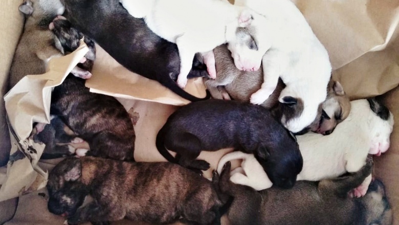 Abandono de animales: Un reflejo de la crueldad y de la falta de castraciones masivas