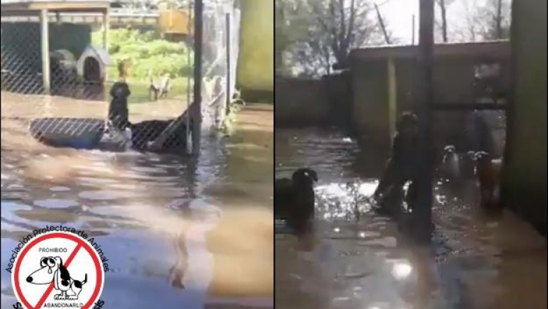 #TemporalenCañuelas: Desesperante inundación en un refugio de animales